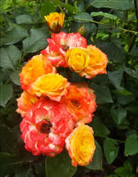 IMG_20210705_175900.webp