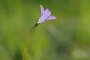 _DSC0094.webp