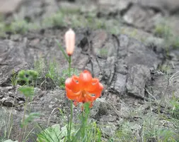 Screenshot_20210707-201120_Gallery.webp