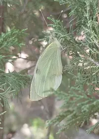 VideoCapture_20210707-203842.webp