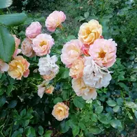 IMG_20210708_125357.webp