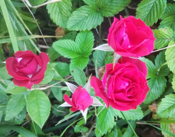 IMG_20210708_194327.webp