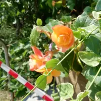 IMG_20210708_130139.webp