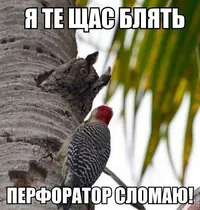 fdbf260fbffab295ce1b1f12cf723d3c.webp