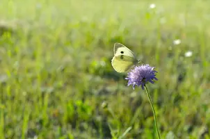 _DSC0339.webp