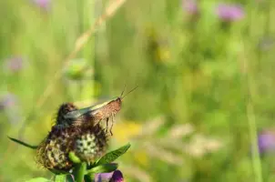 _DSC0340.webp
