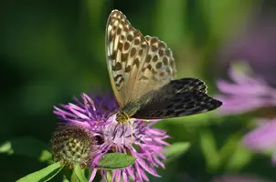 _DSC0380.webp