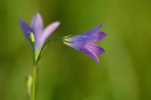 _DSC0398.webp
