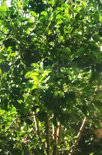 IMG_20210717_082746.webp