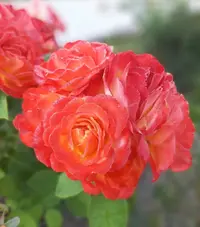 Screenshot_20210716-112400_Gallery.webp