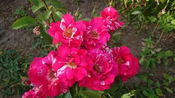 DSC_0463.webp