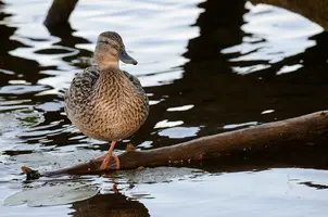 _DSC0250_1.webp