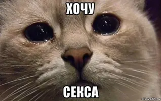 v-mire-grustit-odin-kotik_72964257_orig_.webp