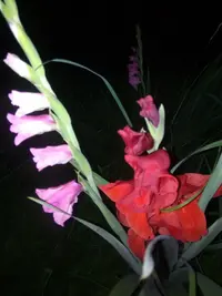 IMG_20210721_003851.webp