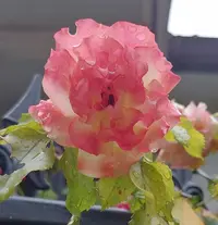 20210704_193650.webp