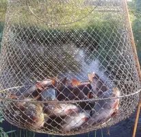 Screenshot_20210726-181106_Yandex.webp