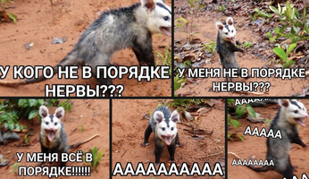 IMG_20210611_183246.webp