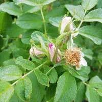 IMG_20210801_065239.webp
