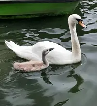 Screenshot_20210805-130213_Gallery.webp