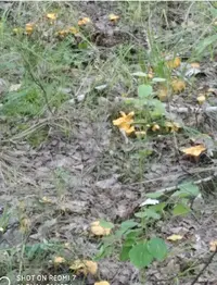 IMG_20210805_201358.webp