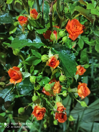 IMG_20210807_003549.webp