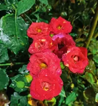 IMG_20210807_004508.webp