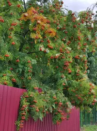 IMG_20210807_110534_compress8.webp