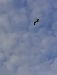 Screenshot_20210809_123856.webp