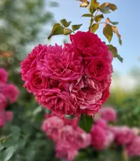 Screenshot_20210821-184929_Gallery.webp
