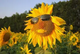 images (15).webp