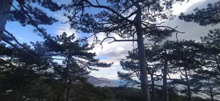 9JJi4PHVBxc.webp