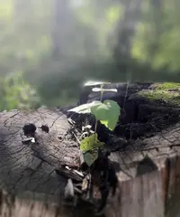 Screenshot_20210830-225148_Gallery.webp