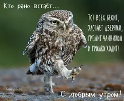 Картинки-с-добрым-утром-прикольные-для-ватсапа-8.webp