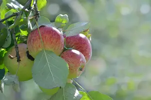 _DSC0745.webp