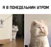 1606108676119088221.webp