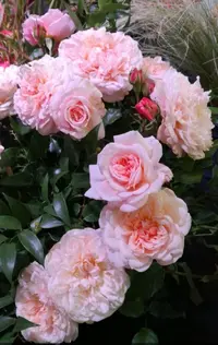 Screenshot_20210906-171738_Telegram.webp