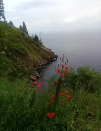 Screenshot_20210910-191337_Gallery.webp