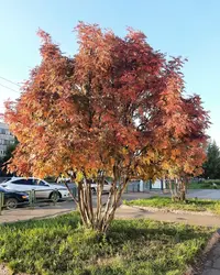 Screenshot_20210914-185214_Gallery.webp