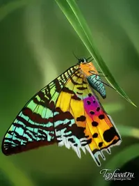 Uraniya-madagaskarskaya-1.webp