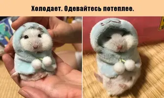 Smeshnye-kartinki-s-nadpisyami-dlya-podnyatiya-nastroeniya_00098.webp