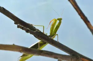 _DSC0990.webp