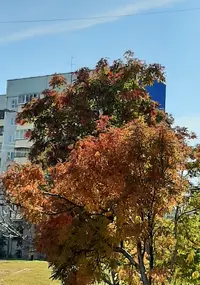 Screenshot_20210918-203551_Gallery.webp