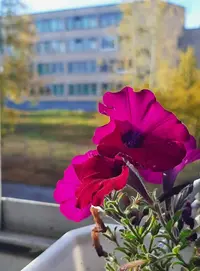 Screenshot_20210922-091209_Gallery.webp