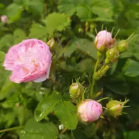 BqacSWkm8PQ.webp