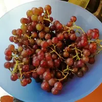 IMG_20210925_082629.webp