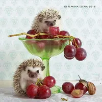 04e9f42c63838fcb338d01281acefa39.webp