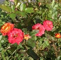 IMG_20210930_102434.webp