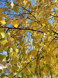 IMG_20211009_131606_compress42.webp