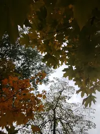 16340396374101001545557.webp