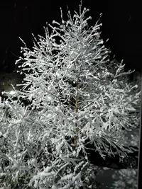 IMG20211020065101.webp